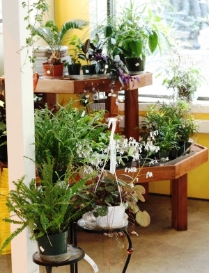 Shonnards has a great selection of house plants and will liven up any room with biophilic design principles.