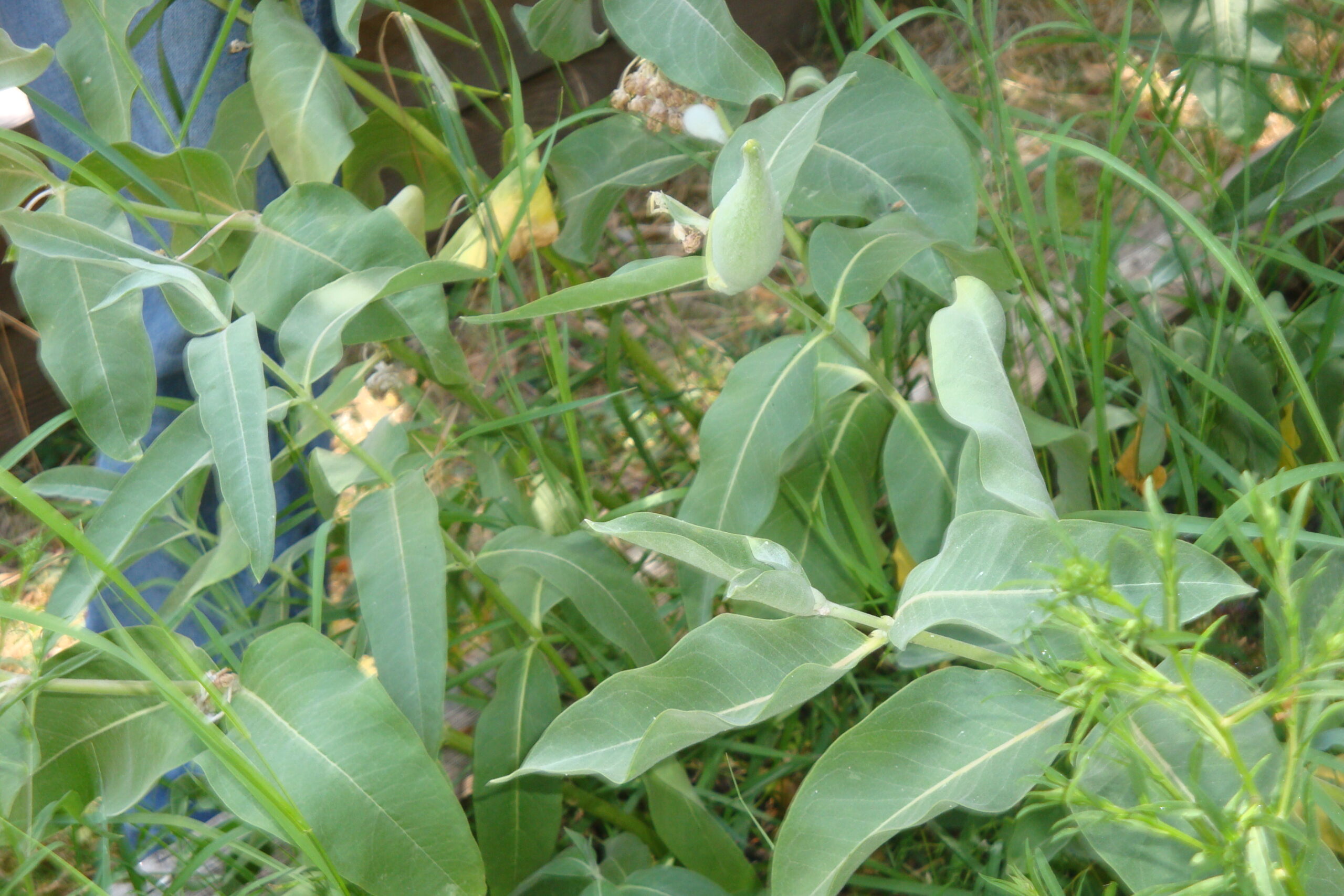Milkweed -- vital to the survival of Monarch butterflies -- is a current favorite of local wildlife enthusiasts.