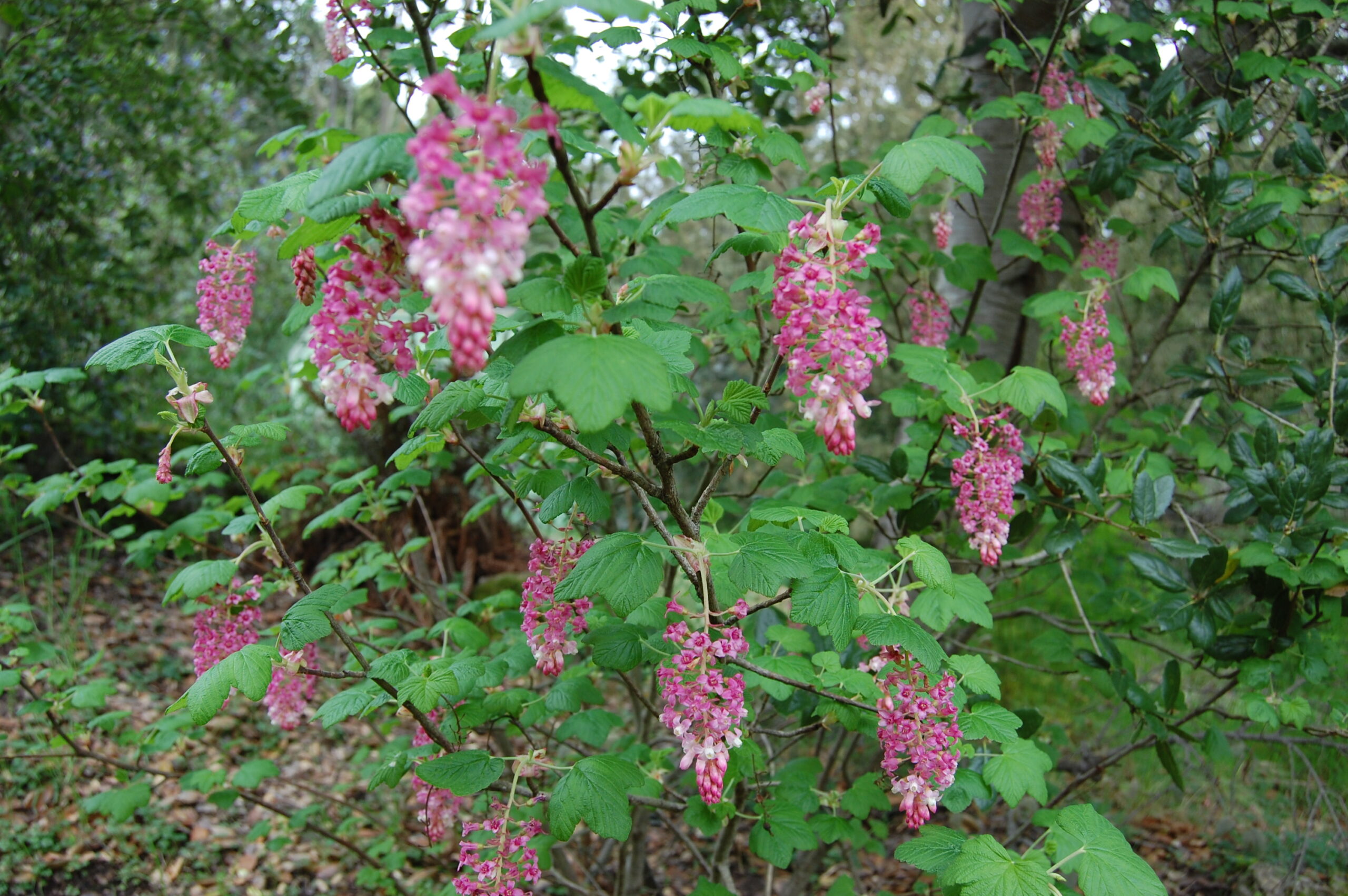 Red flowering currants