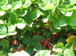 Fairfield Farm offers one of the few opportunities for certified organic u-pick strawberries in the state.